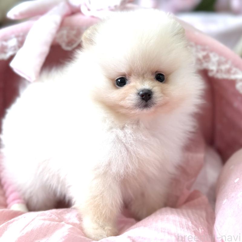 販売中の大阪府のポメラニアン-452604の2枚目