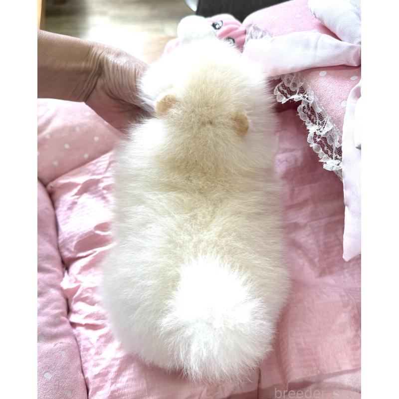 販売中の大阪府のポメラニアン-452605の9枚目