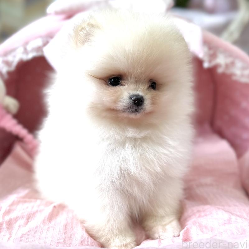 販売中の大阪府のポメラニアン-452605の7枚目