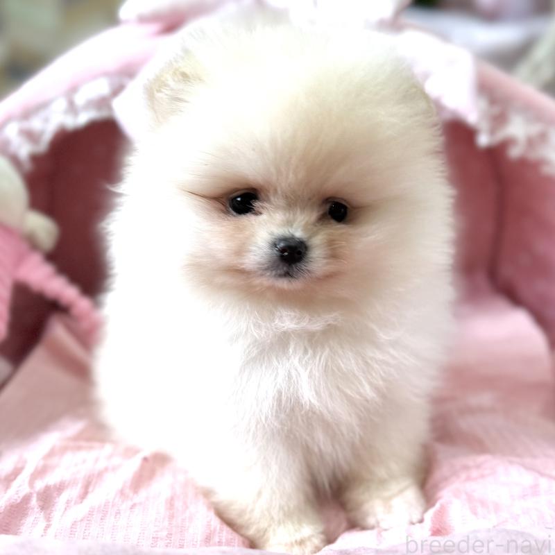 販売中の大阪府のポメラニアン-452605の6枚目