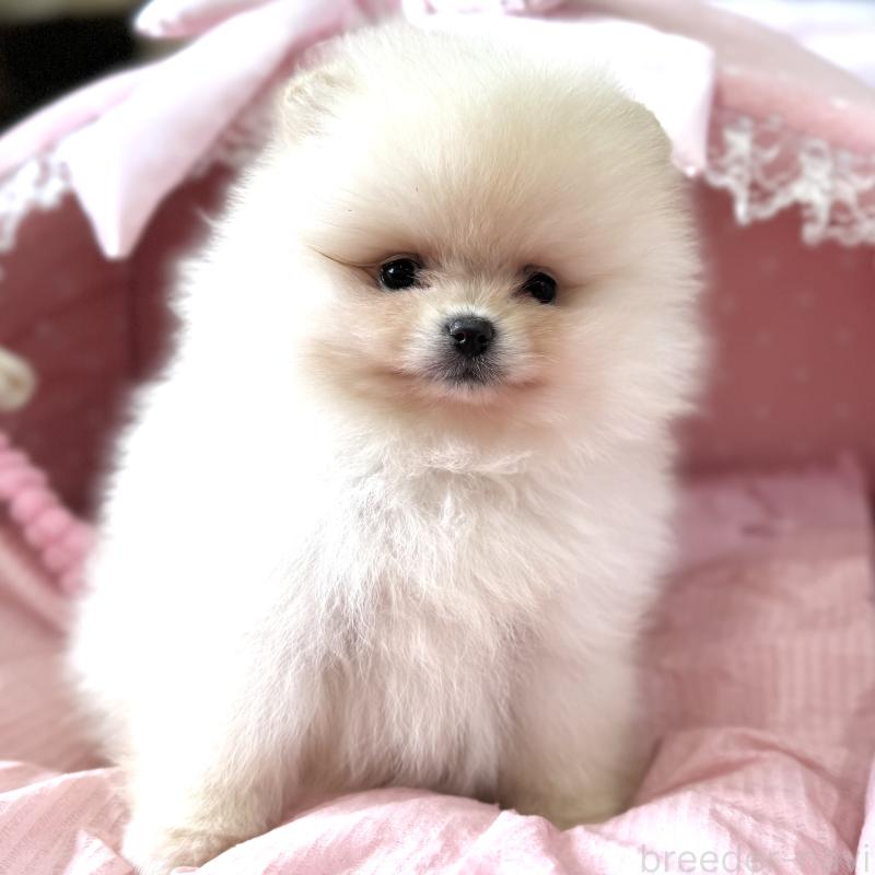 販売中の大阪府のポメラニアン-452605の5枚目