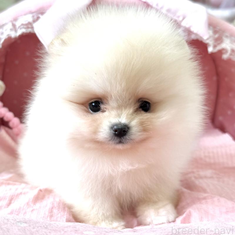 販売中の大阪府のポメラニアン-452605の4枚目