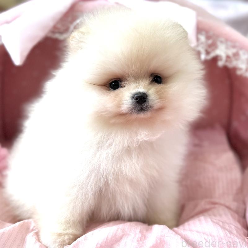 販売中の大阪府のポメラニアン-452605の3枚目