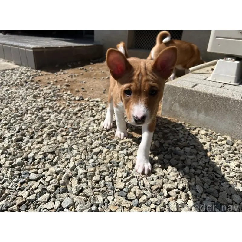 販売中の兵庫県のバセンジー-452610の2枚目