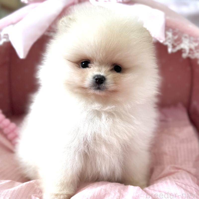 販売中の大阪府のポメラニアン-452605の2枚目
