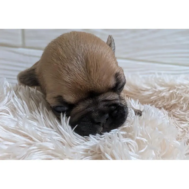 販売中の愛媛県のフレンチブルドッグ-452606の5枚目