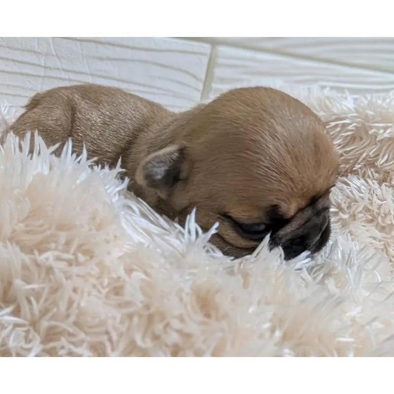 販売中の愛媛県のフレンチブルドッグ-452606の4枚目