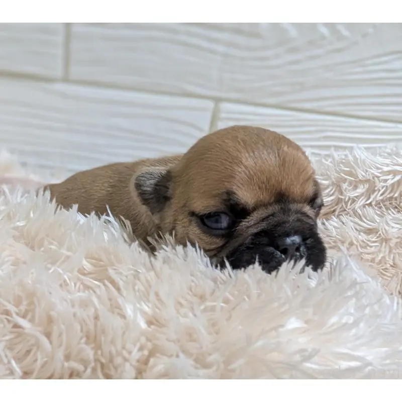 販売中の愛媛県のフレンチブルドッグ-452606の3枚目