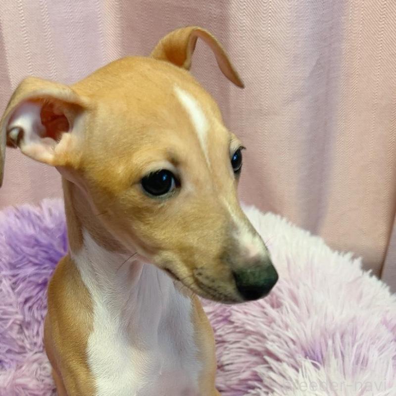 販売中の千葉県のイタリアングレーハウンド(イタグレ)-452607の3枚目