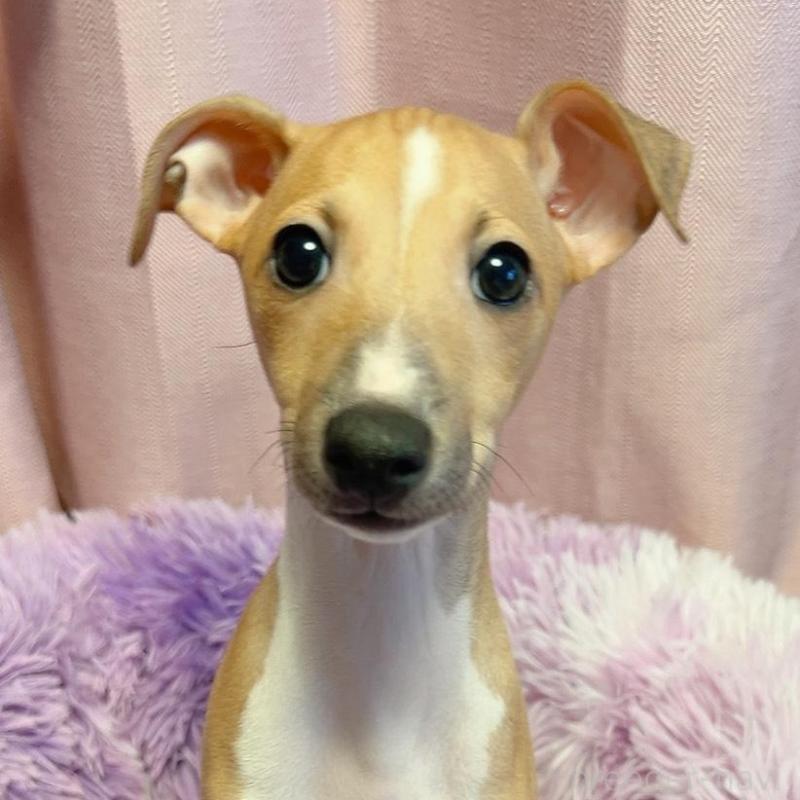 販売中の千葉県のイタリアングレーハウンド(イタグレ)-452607の2枚目