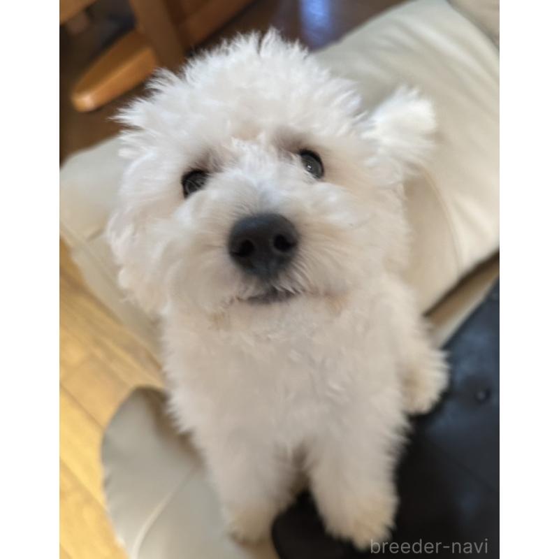 販売中の三重県のタイニープードル-425543の12枚目