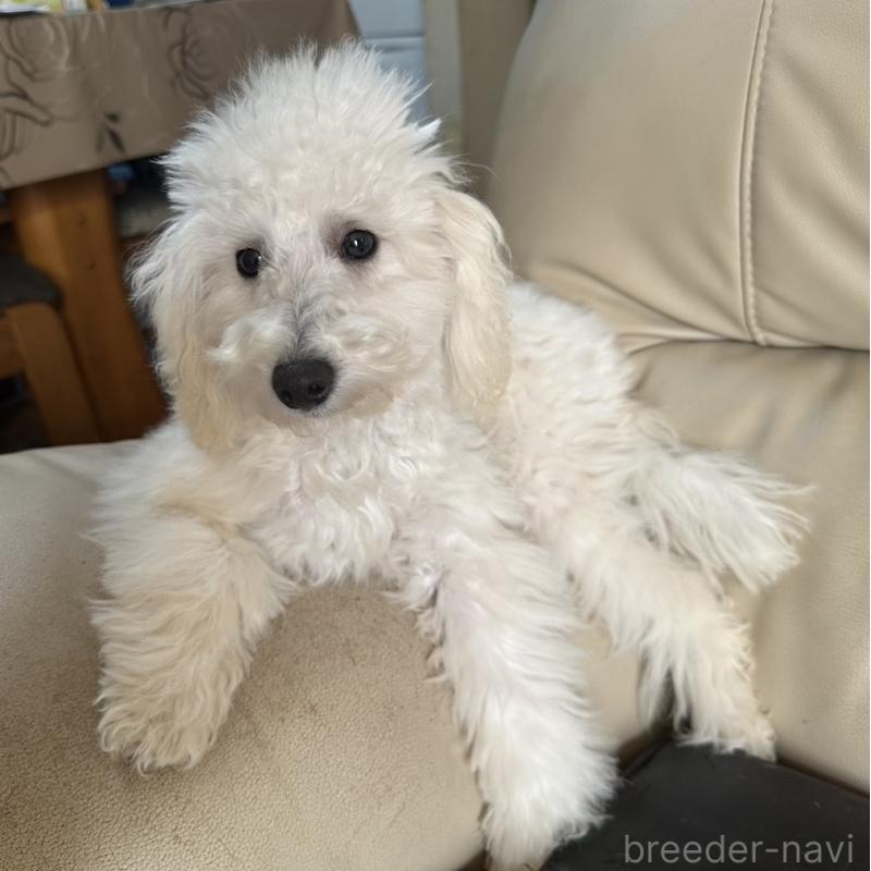 販売中の三重県のタイニープードル-425543の11枚目