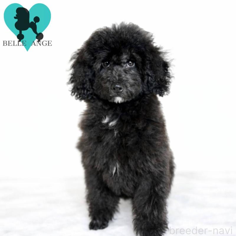 販売中の千葉県のトイプードル-452609の3枚目