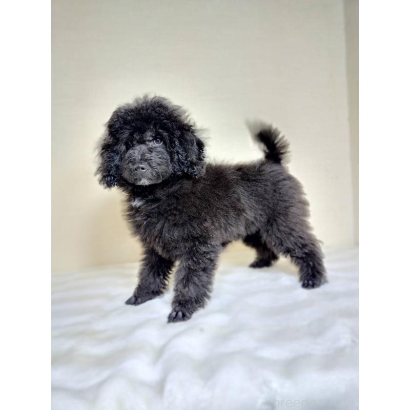 販売中の千葉県のトイプードル-452609の2枚目