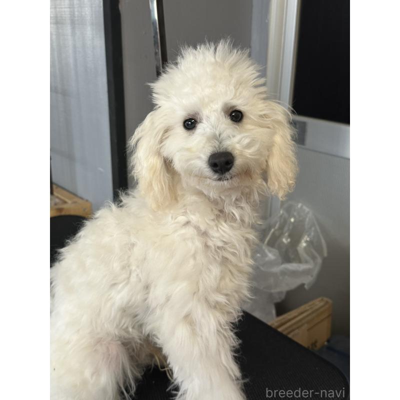 販売中の三重県のタイニープードル-425543の10枚目