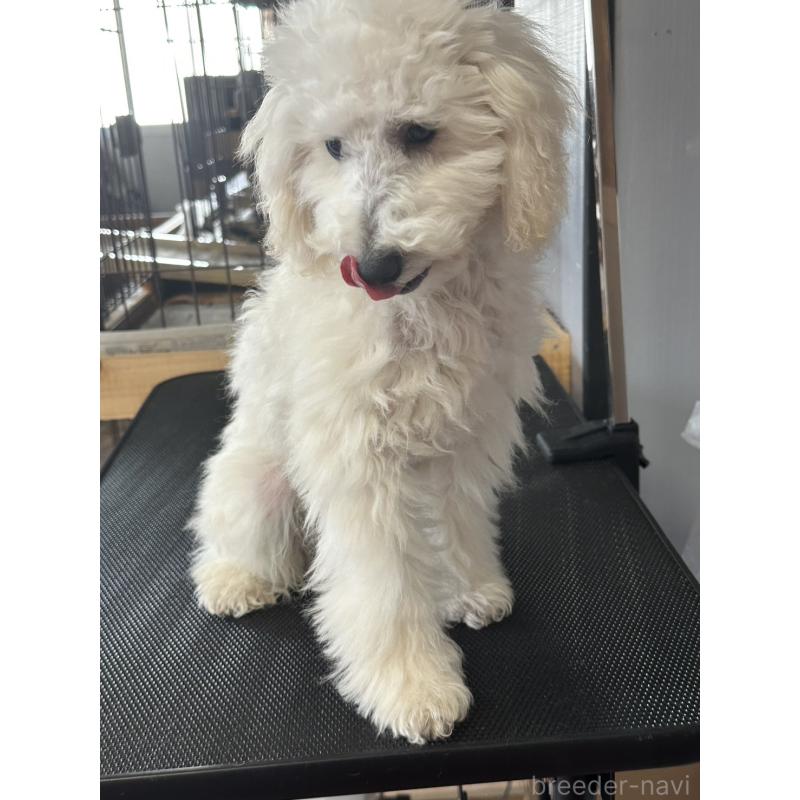 販売中の三重県のタイニープードル-425543の9枚目