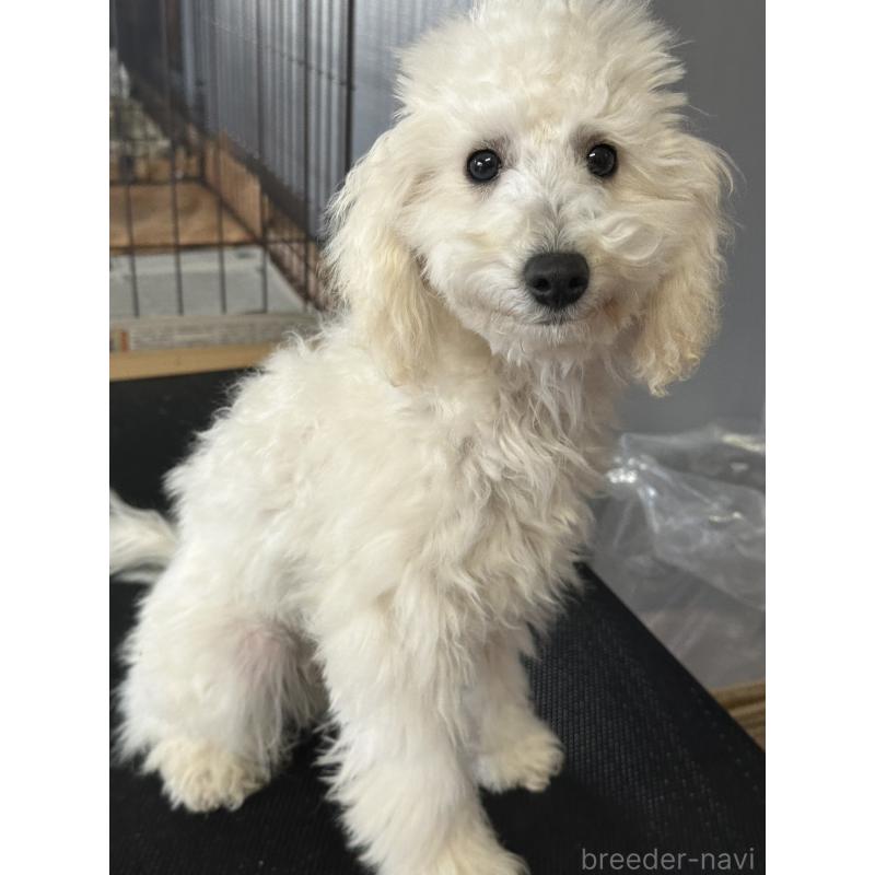 販売中の三重県のタイニープードル-425543の8枚目