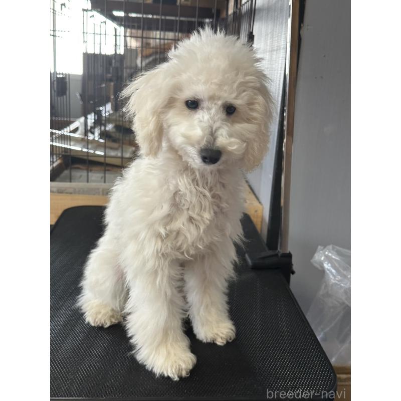 販売中の三重県のタイニープードル-425543の6枚目