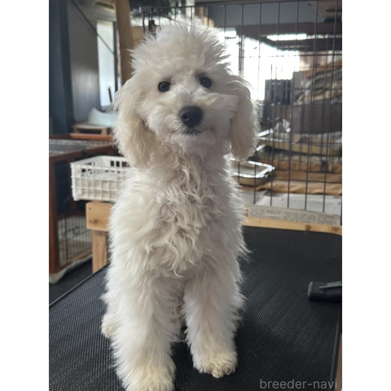 販売中の三重県のタイニープードル-425543の5枚目