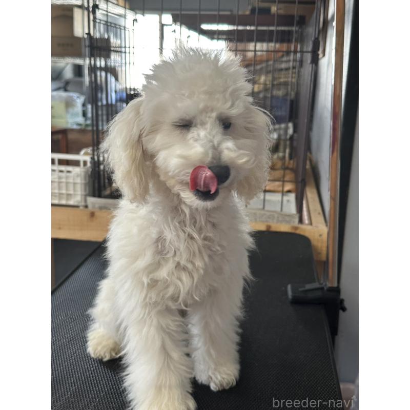 販売中の三重県のタイニープードル-425543の3枚目