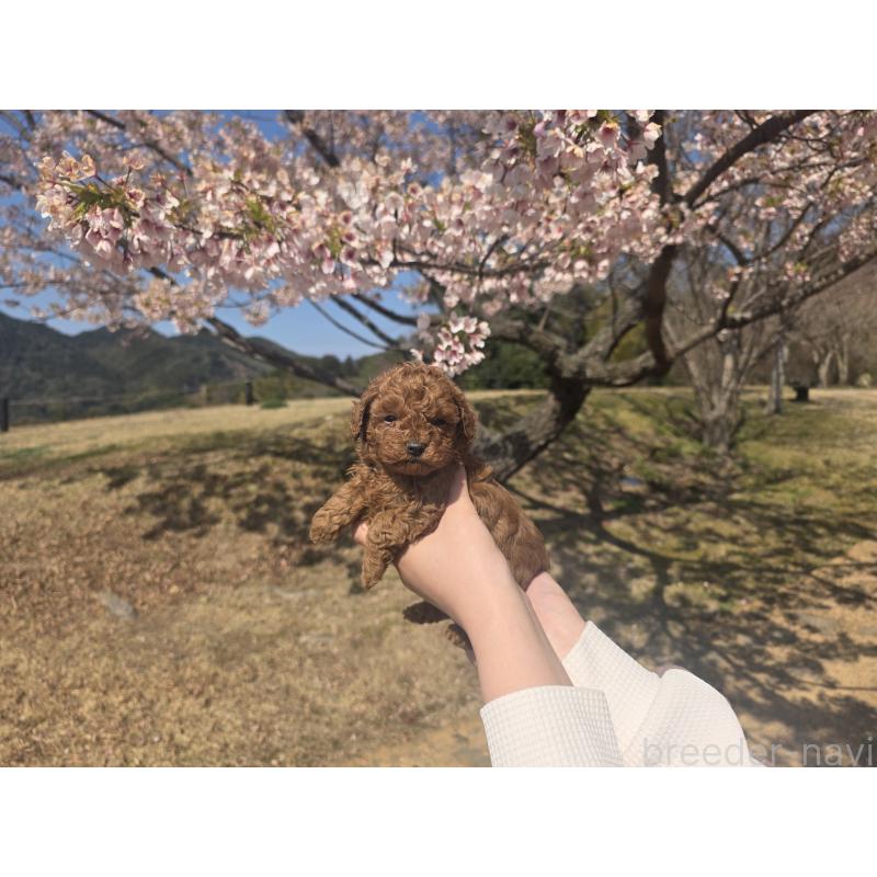 販売中の山口県のトイプードル-452611の5枚目