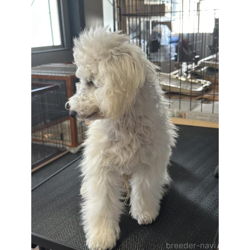 販売中の三重県のタイニープードル-425543の2枚目
