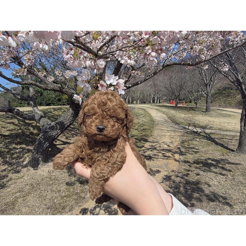 販売中の山口県のトイプードル-452611の4枚目