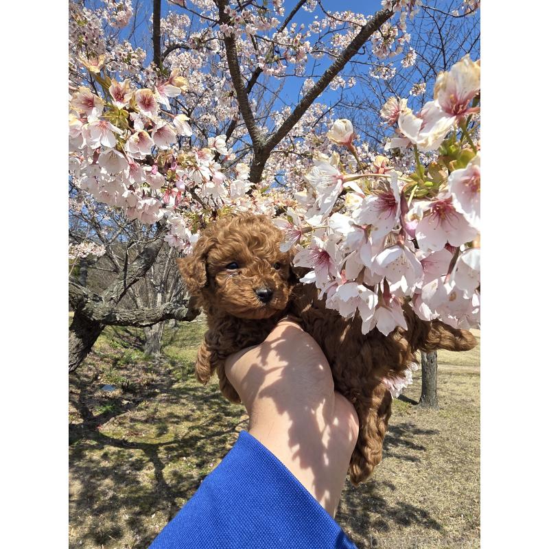 販売中の山口県のトイプードル-452611の3枚目