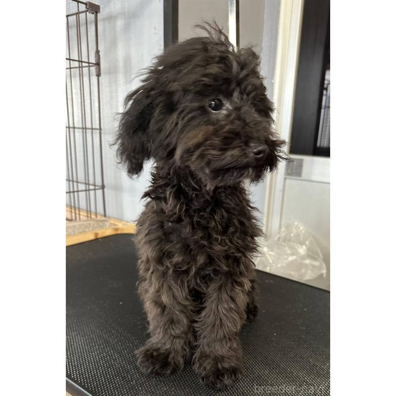 販売中の三重県のタイニープードル-425541