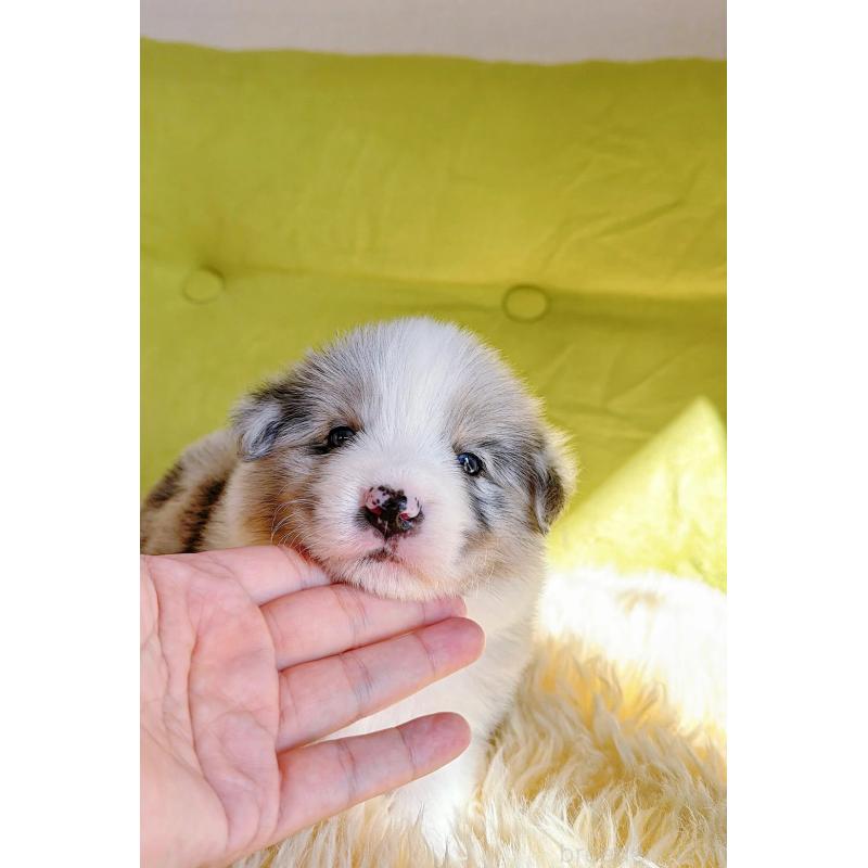 販売中の岐阜県のボーダーコリー-452612の12枚目