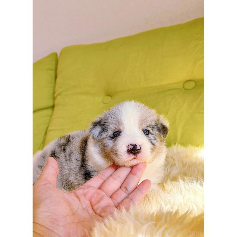 販売中の岐阜県のボーダーコリー-452612の10枚目