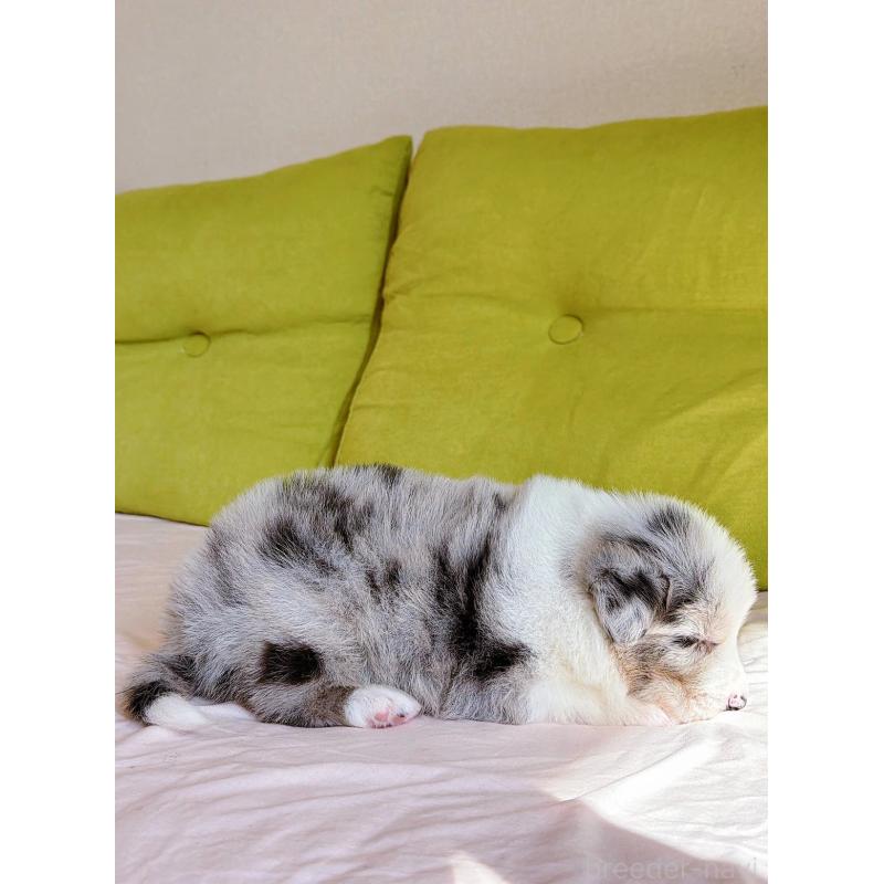 販売中の岐阜県のボーダーコリー-452612の9枚目