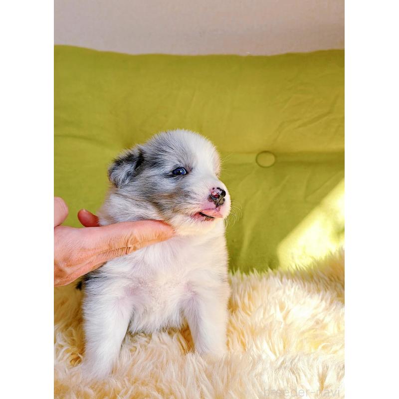 販売中の岐阜県のボーダーコリー-452612の8枚目