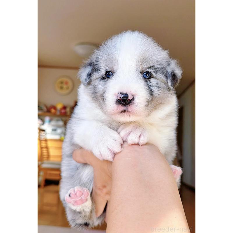 販売中の岐阜県のボーダーコリー-452612の7枚目