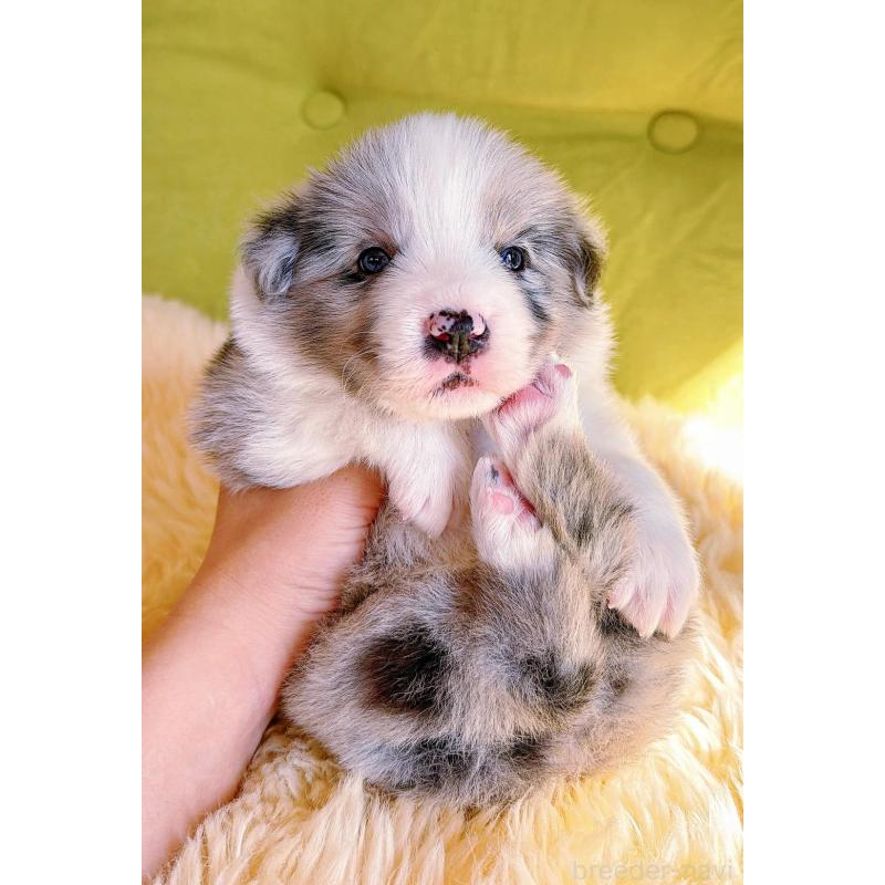 販売中の岐阜県のボーダーコリー-452612の6枚目