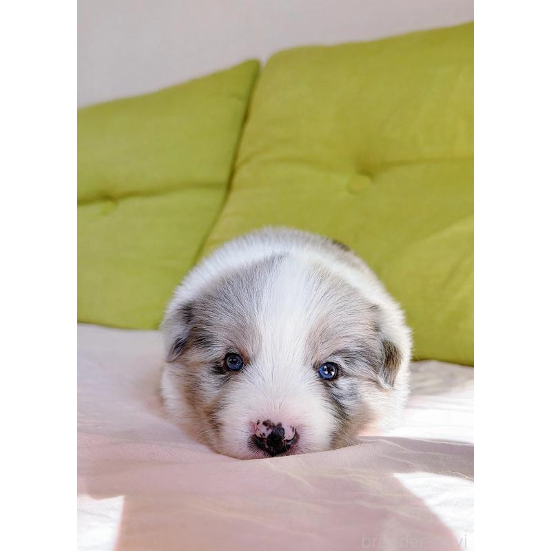 販売中の岐阜県のボーダーコリー-452612の5枚目