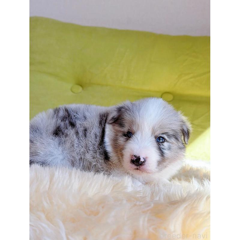 販売中の岐阜県のボーダーコリー-452612の4枚目