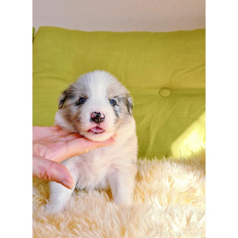 販売中の岐阜県のボーダーコリー-452612の3枚目