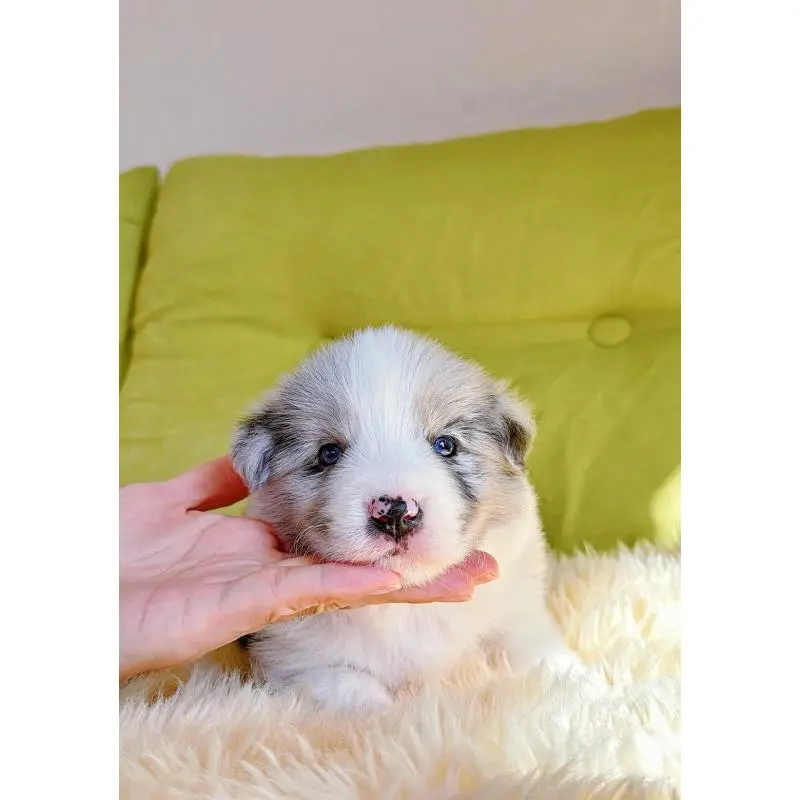 販売中の岐阜県のボーダーコリー-452612の2枚目