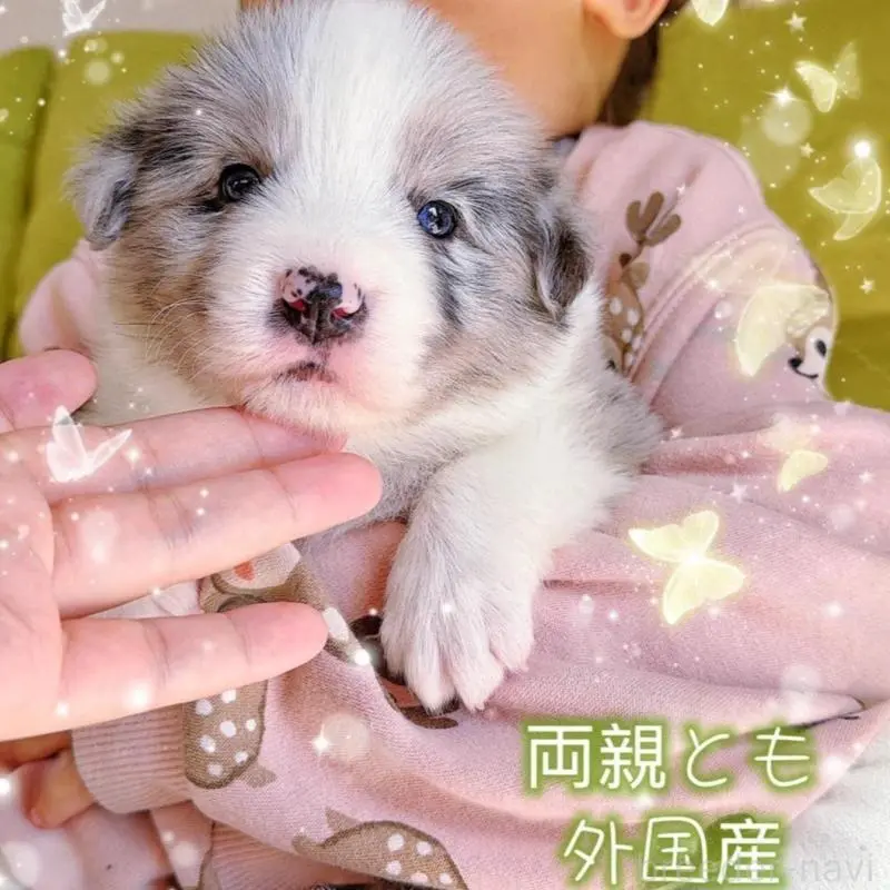 販売中の岐阜県のボーダーコリー-452612