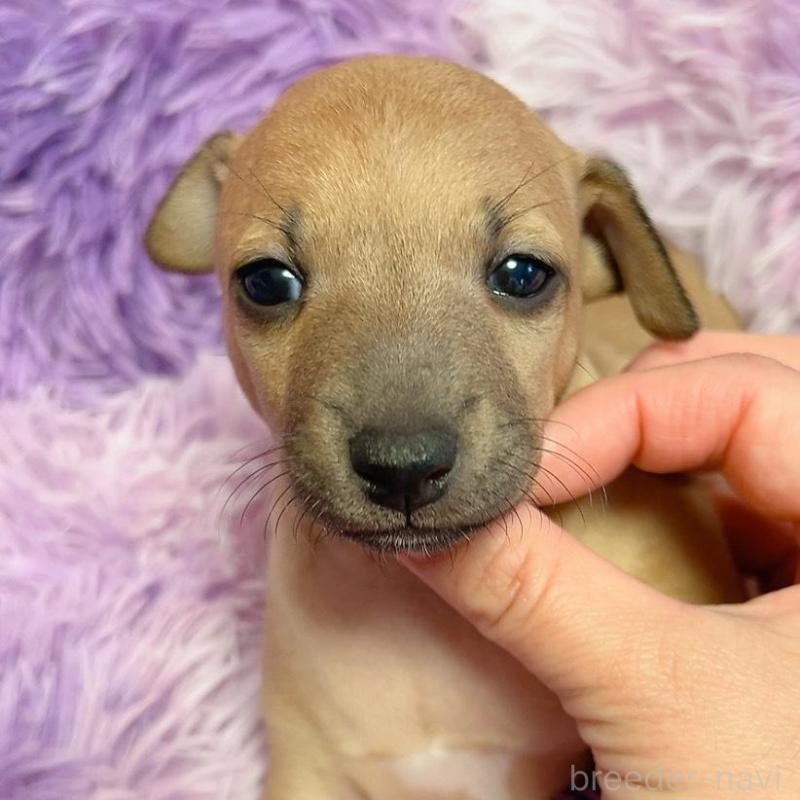 商談中の千葉県のイタリアングレーハウンド(イタグレ)-452613の4枚目