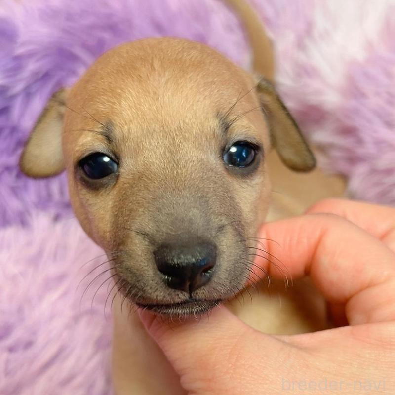 商談中の千葉県のイタリアングレーハウンド(イタグレ)-452613の3枚目