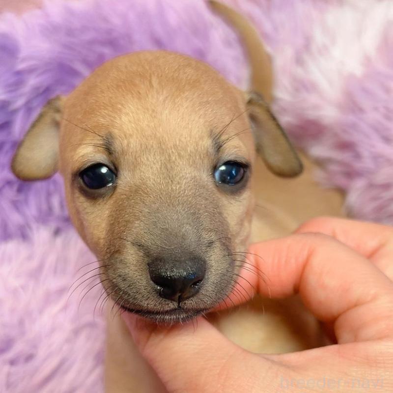 商談中の千葉県のイタリアングレーハウンド(イタグレ)-452613の2枚目