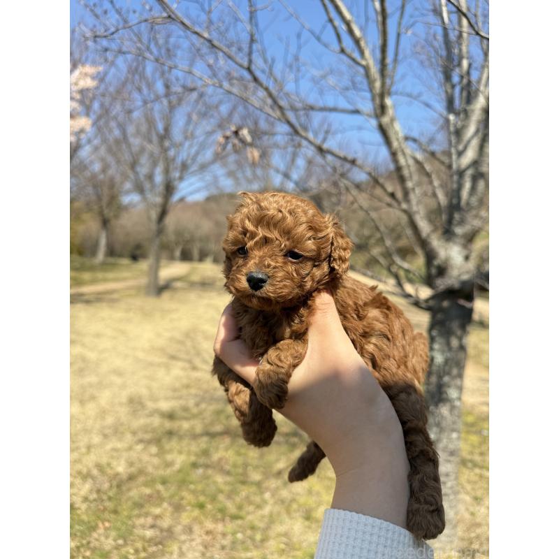 販売中の山口県のトイプードル-452614の6枚目