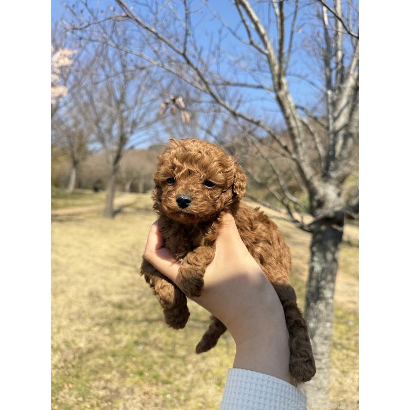 販売中の山口県のトイプードル-452614の4枚目