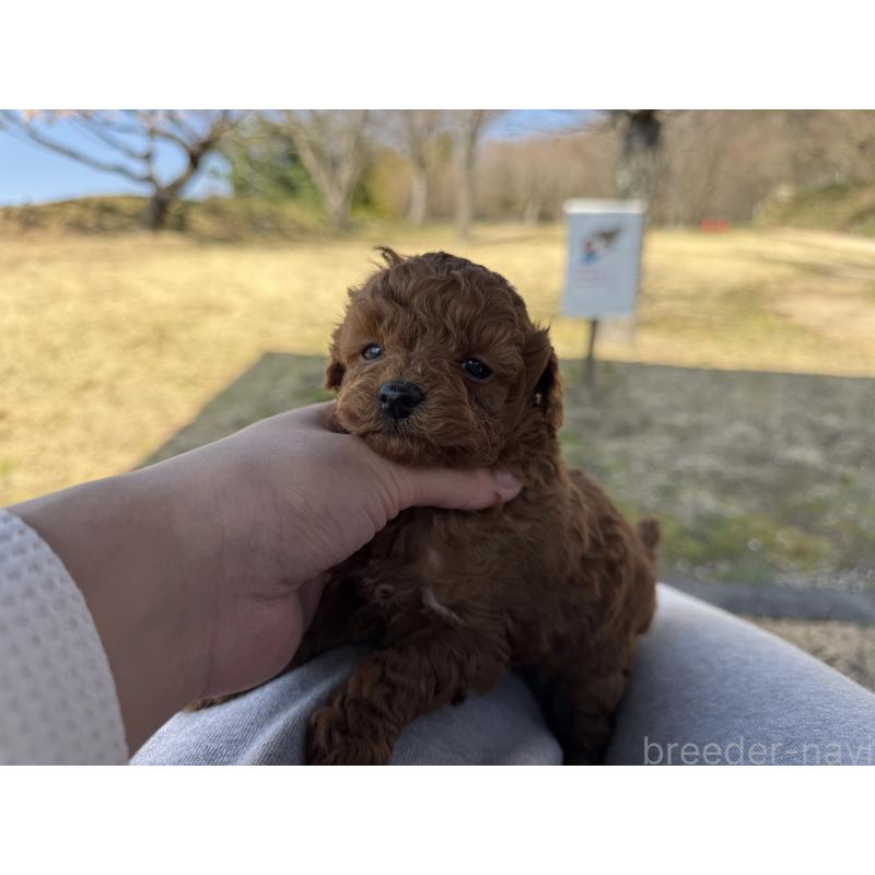 販売中の山口県のトイプードル-452614の3枚目