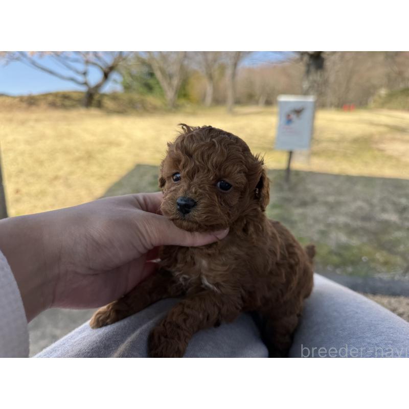 販売中の山口県のトイプードル-452614の2枚目