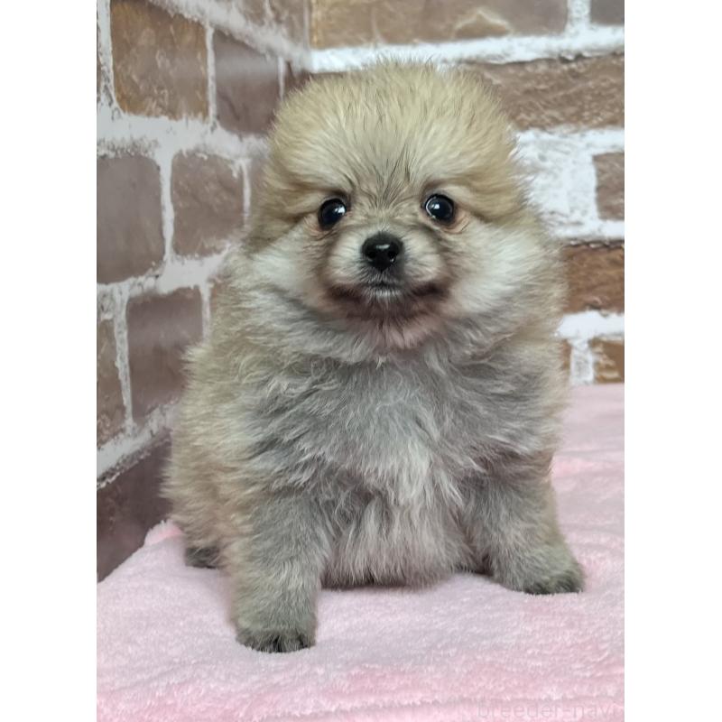 販売中の鹿児島県のポメラニアン-451230