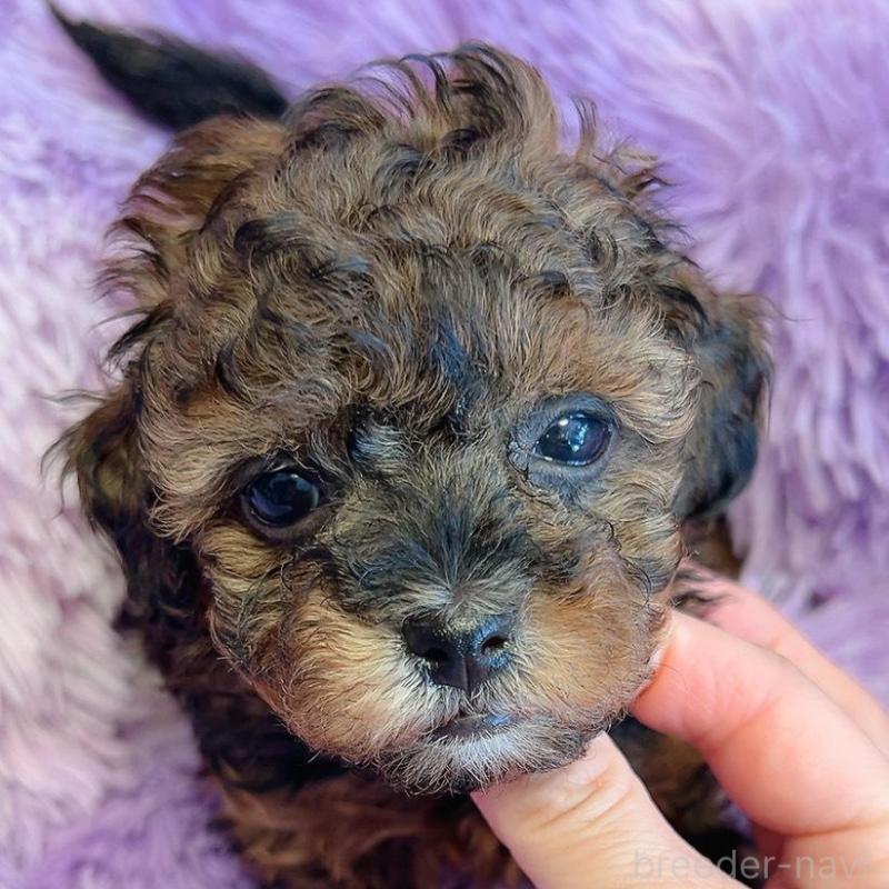 販売中の千葉県のタイニープードル-452615の6枚目