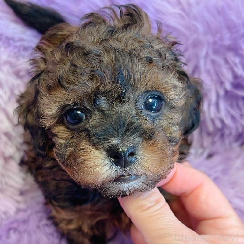 販売中の千葉県のタイニープードル-452615の5枚目